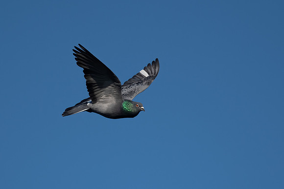Rock Dove