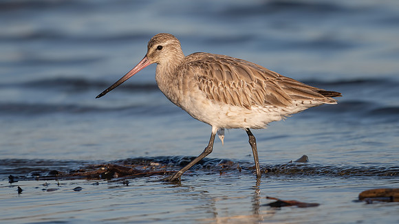 Bar-tailed Godwit