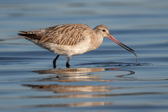 Bar-tailed Godwit