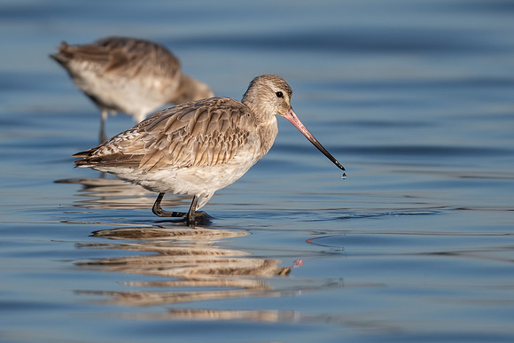 Bar-tailed Godwit