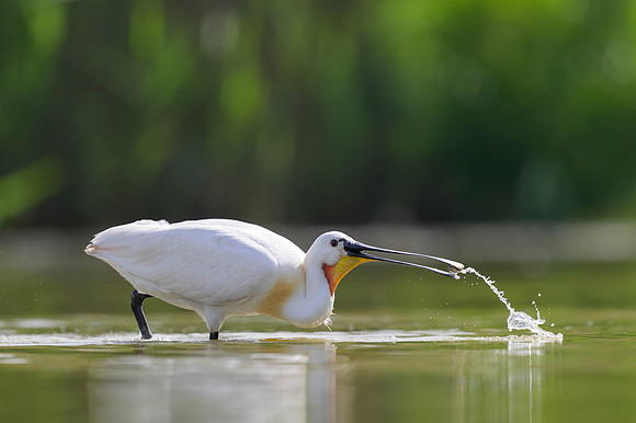 Eurasian Spoonbill