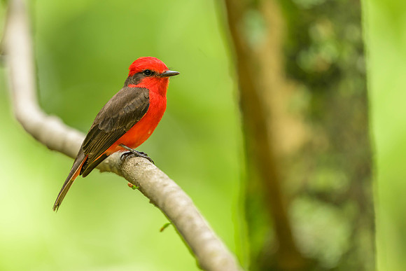 Vermillion Flycatcher