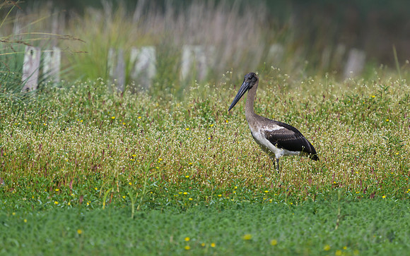 Black-necked Stork