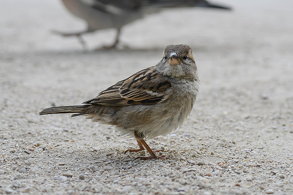House Sparrow