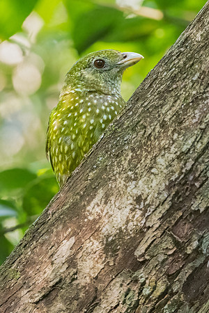 Green Catbird