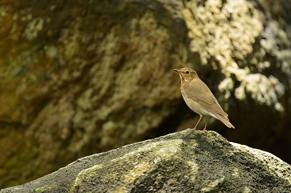 Swainson's Thrush