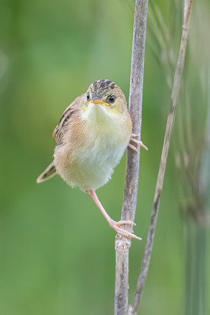 Golden-headed Cisticola