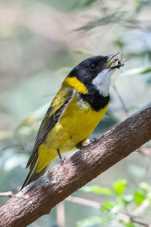 Golden Whistler