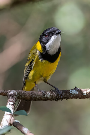 Golden Whistler