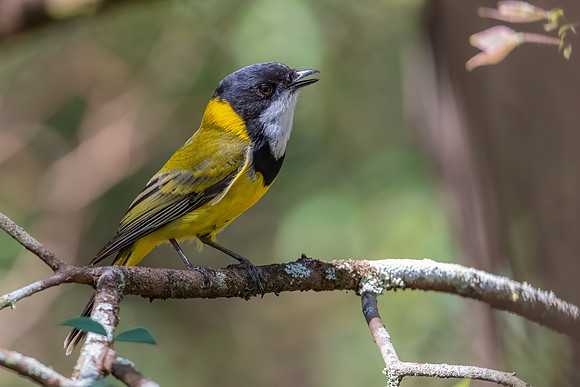 Golden Whistler