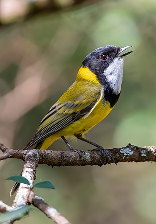Golden Whistler