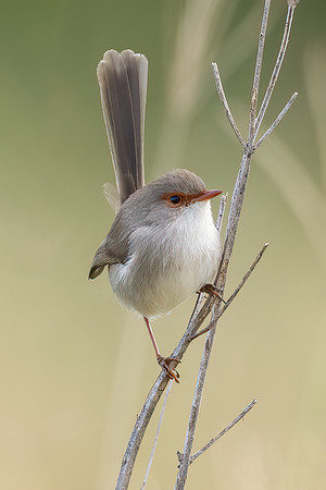 Superb Fairywren