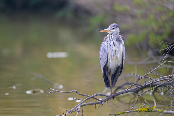 Gray Heron