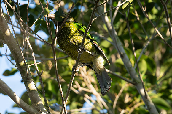 Green Catbird
