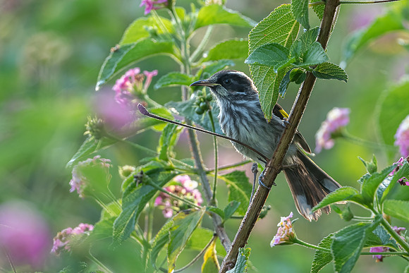 New Holland Honeyeater