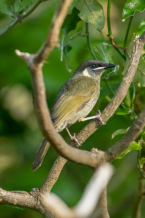 Lewins Honeyeater