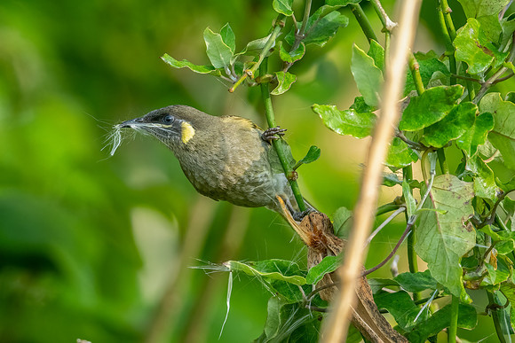 Lewins Honeyeater