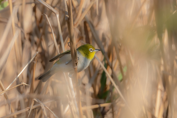 Silvereye