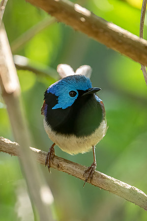 Variegated Fairywren