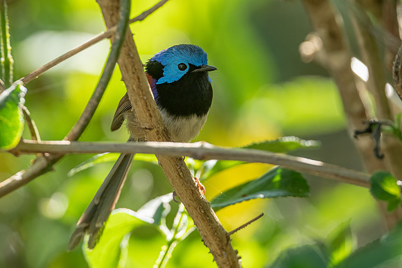 Variegated Fairywren