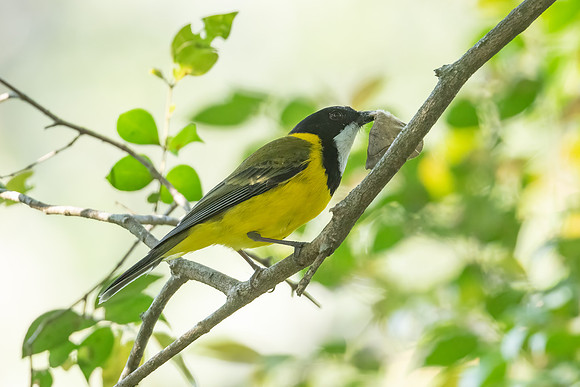Golden Whistler