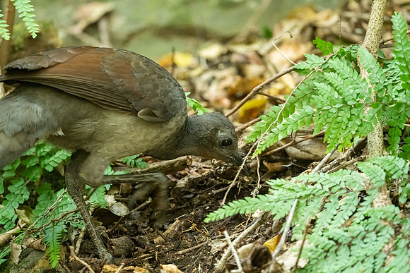 Superb Lyrebird