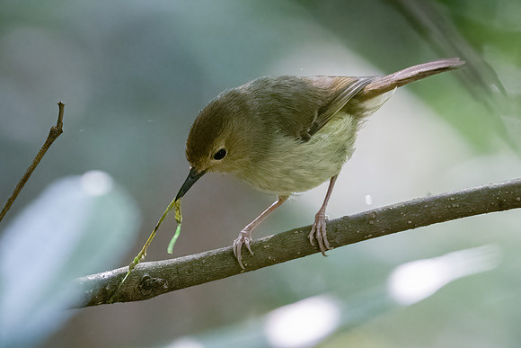 Large-billed Scrubwren