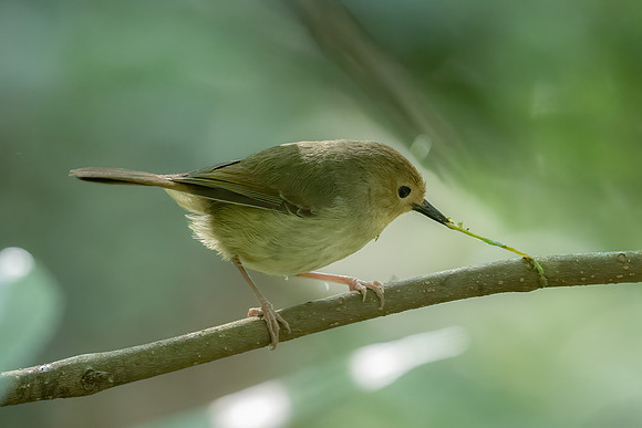 Large-billed Scrubwren
