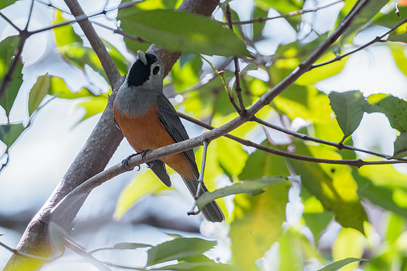 Black-faced Monarch