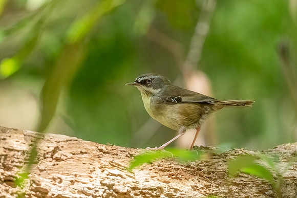 White-browed Scrubwren