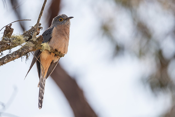 Fan-tailed Cuckoo