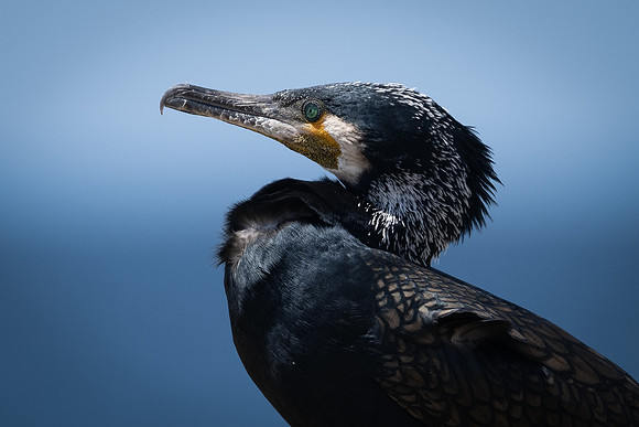 Great Cormorant