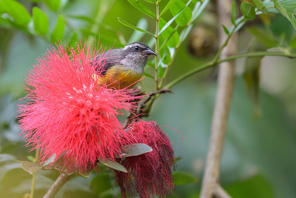 Bananaquit