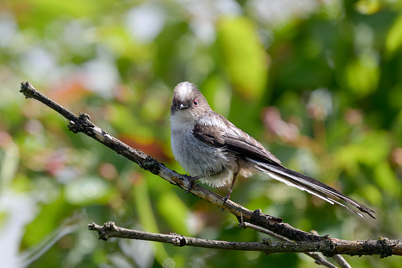 Long-tailed Tit