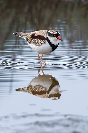 Black-fronted Dotterel