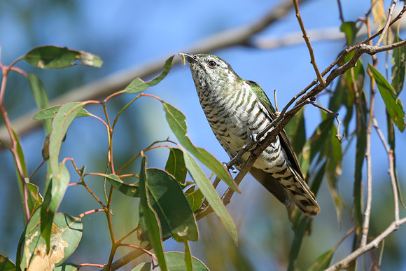 Shining Bronze-cuckoo