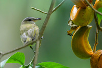 Red-eyed Vireo