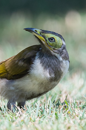 Blue-faced Honeyeater