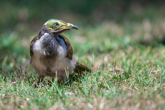 Blue-faced Honeyeater