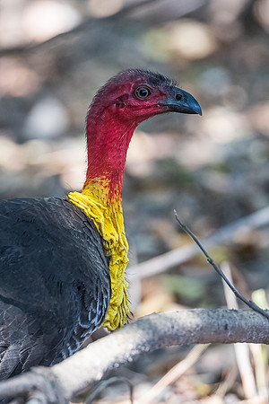 Australian Brushturkey