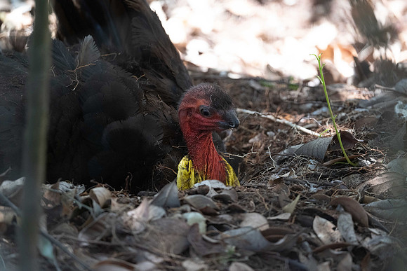 Australian Brushturkey