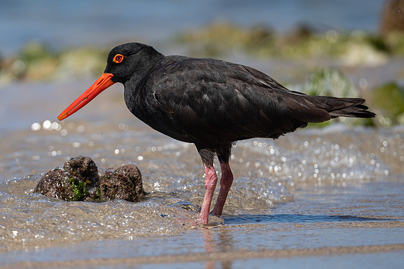 Sooty Oystercatcher