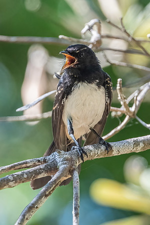 Willie Wagtail