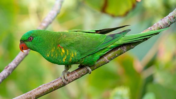 Scaly-breasted Lorikeet