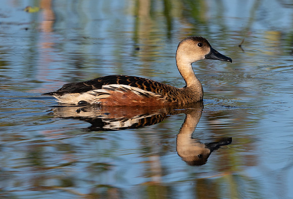 Wandering Whistling-Duck