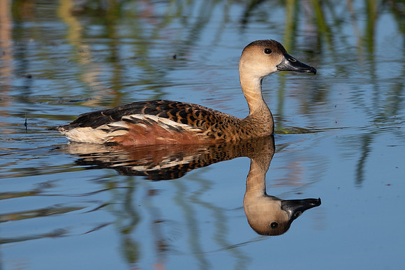 Wandering Whistling-Duck