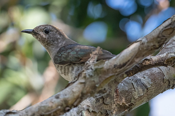 Shining-bronze Cuckoo