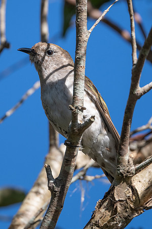 Shining-bronze Cuckoo