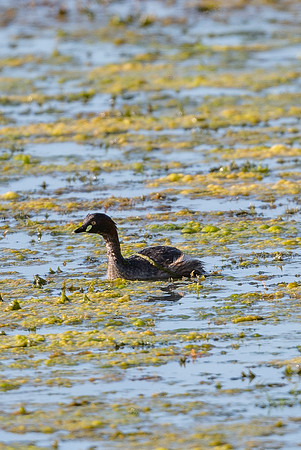 Australasian Grebe