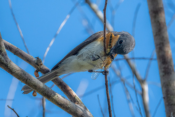 Leaden Flycatcher